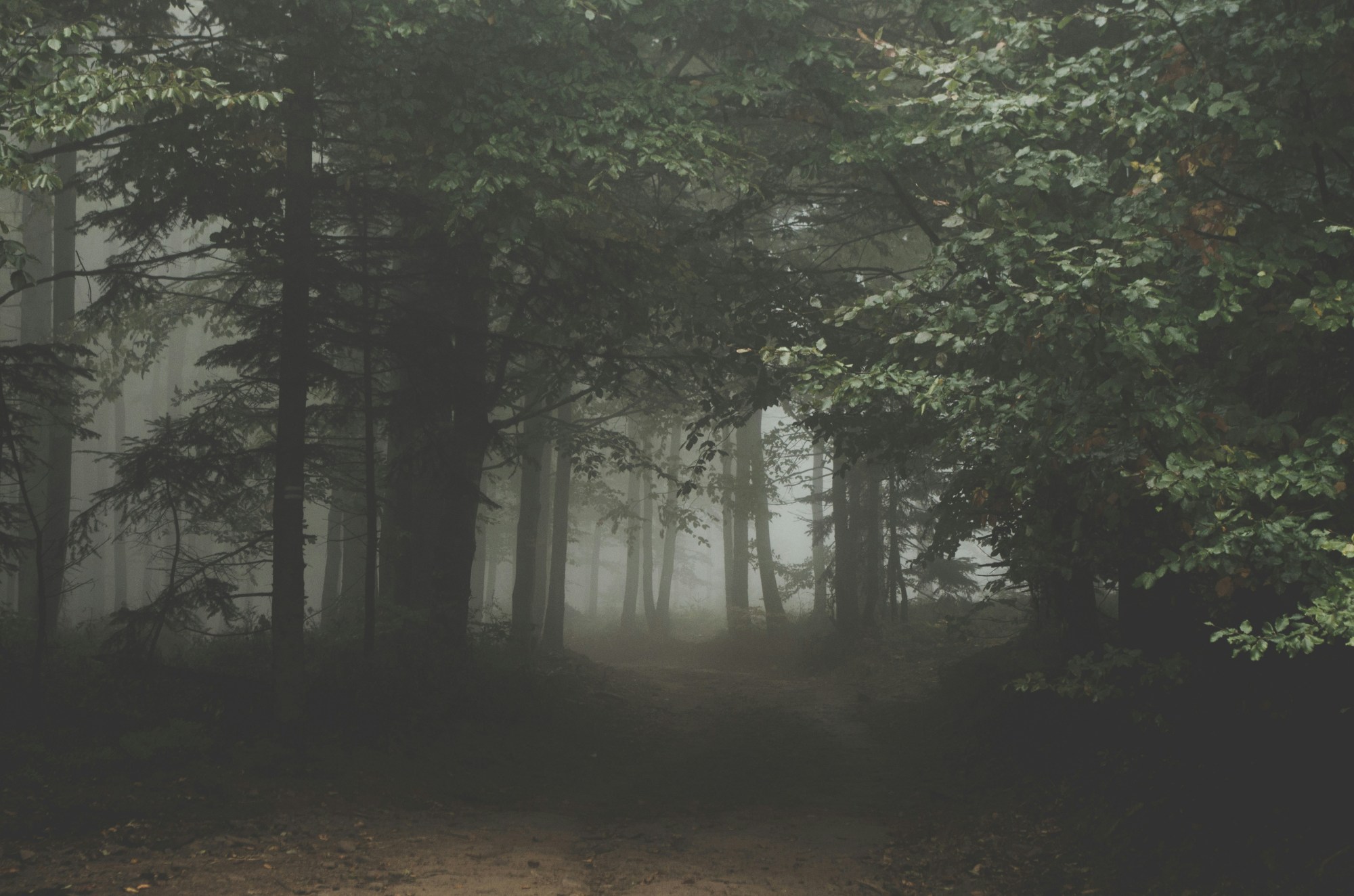 Misty forest path