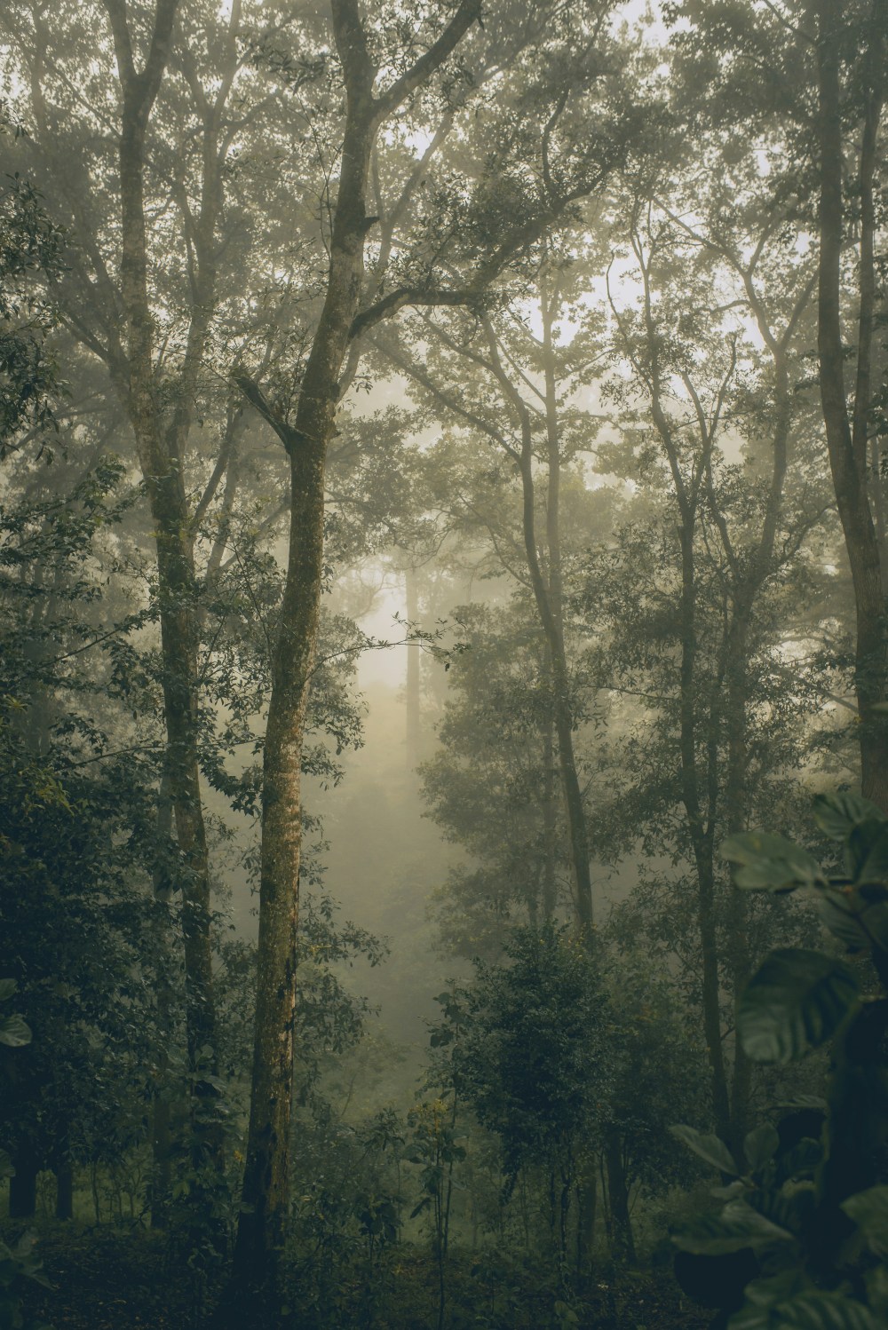 Misty forest